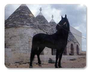 cavallo murgese tra i trulli